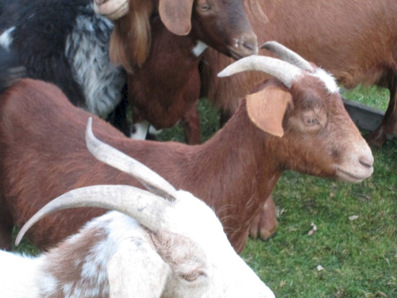 2 Female Goats for Sale in the Ballarat Area.      Miniature Cross.  $135 only the lot