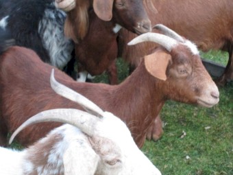 2 Female Goats for Sale in the Ballarat Area.      Miniature Cross.  $135 only the lot