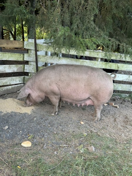 Landrace breeding pair