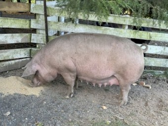 Landrace breeding pair