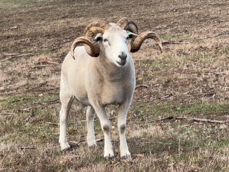 Wilshire Horn Ram