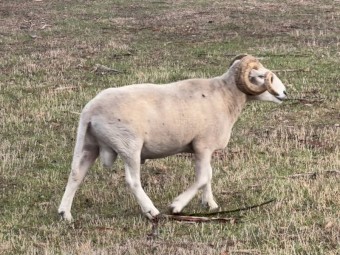 Wilshire Horn Ram