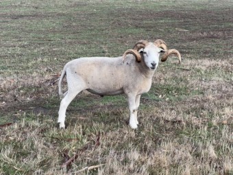 Wilshire Horn Ram