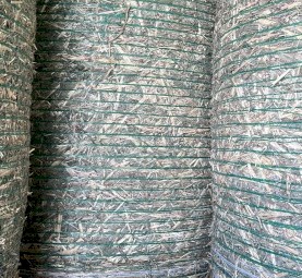 Irrigated Rhodes Grass Hay