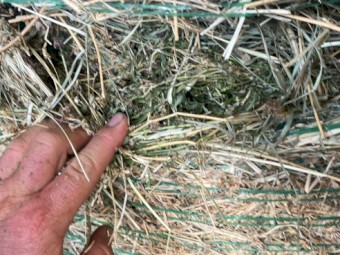 Irrigated Rhodes Grass Hay