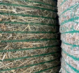 Irrigated Rhodes Grass Hay