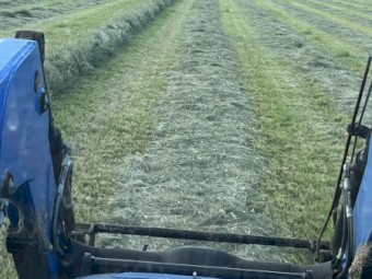 Irrigated Rhodes Grass Hay