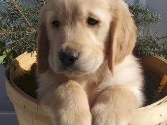 Golden retriever pups