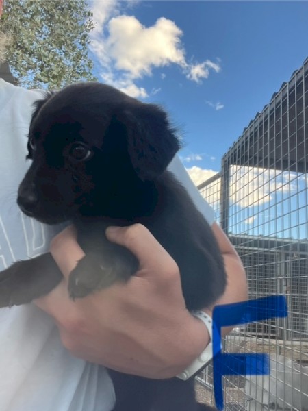 Border collie cross working dog pups 