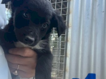 Border collie cross working dog pups 