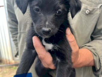 Border collie cross working dog pups 