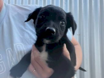 Border collie cross working dog pups 