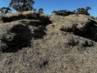 Wheat Straw Fines 100+ Meters ( Free )