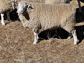 Dorset Stud Rams - x 3