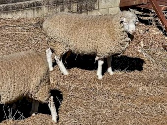 Dorset Stud Rams - x 3