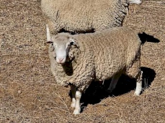 Dorset Stud Rams - x 3