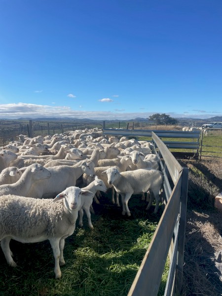 WANTED Agistment for 120 Pregnant/Lambing Aussie White Ewes