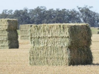 WANTED Vetch or Clover Big Squares