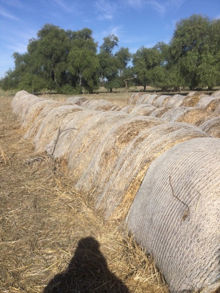 Oaten Hay