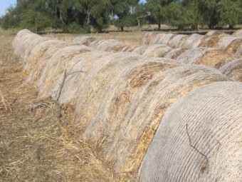 Oaten Hay