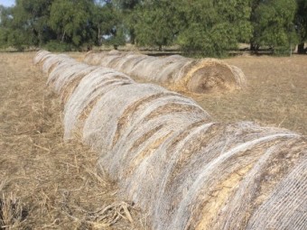 Oaten Hay