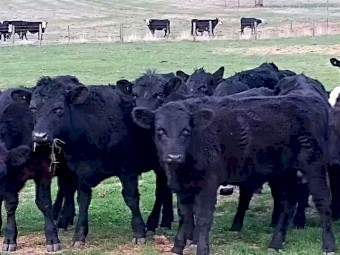 Angus  cross calves for sale