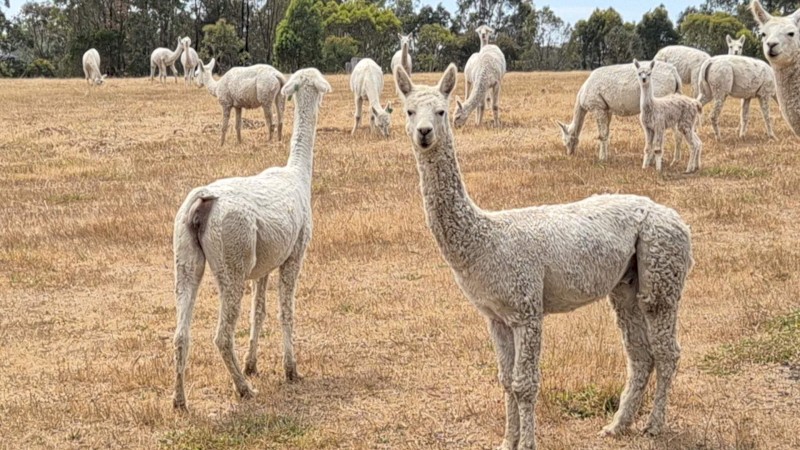 Alpacas -- Cria, Males and Females family owned farm grown alpacas.