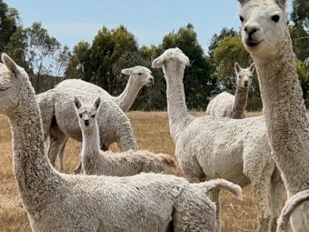 Alpacas -- Cria, Males and Females family owned farm grown alpacas.