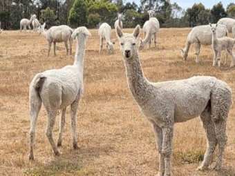 Alpacas -- Cria, Males and Females family owned farm grown alpacas.