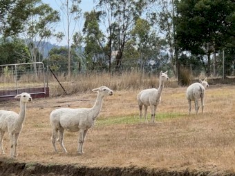 Alpacas -- Cria, Males and Females family owned farm grown alpacas.