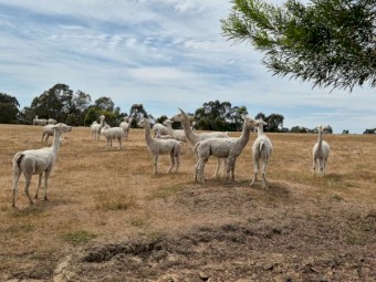 Alpacas -- Cria, Males and Females family owned farm grown alpacas.