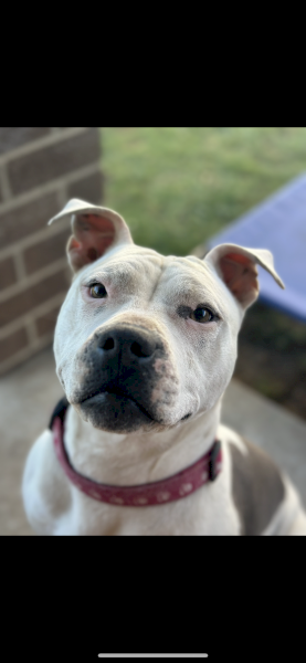 Free American Staffy - rehoming ASAP