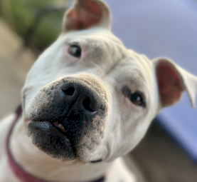 Free American Staffy - rehoming ASAP