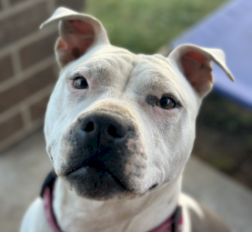 Free American Staffy - rehoming ASAP
