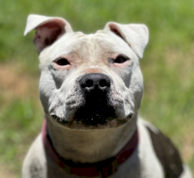 Free American Staffy - rehoming ASAP