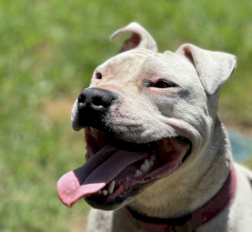 Free American Staffy - rehoming ASAP