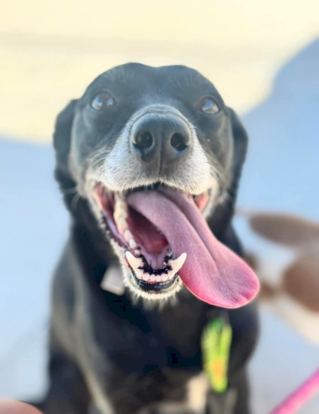 Free-Needing loving home