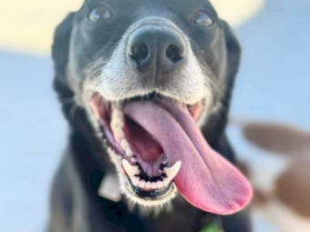 Free-Needing loving home