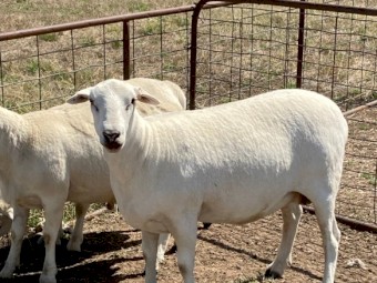 206 TATTYKEEL RED TAG EWES - JOINED TO TATTYKEEL RAMS. + OPPORTUNITY TO PURCHASE 3 TATTYKEEL FLOCK RAMS AT REDUCED PRICE.