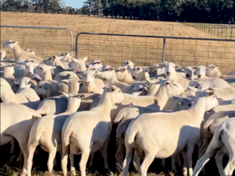 206 TATTYKEEL RED TAG EWES - JOINED TO TATTYKEEL RAMS. + OPPORTUNITY TO PURCHASE 3 TATTYKEEL FLOCK RAMS AT REDUCED PRICE.