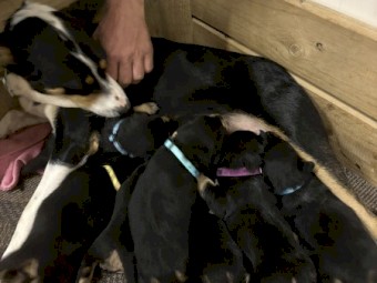 Kelpie x border collie