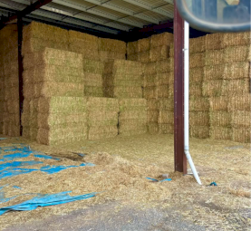 Top Quality OATEN HAY