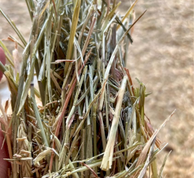 Top Quality OATEN HAY