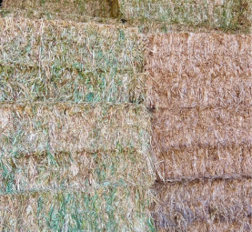 Top Quality OATEN HAY