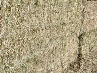 Top Quality OATEN HAY