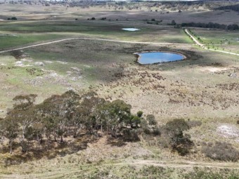 Cattle/ Sheep Agistment