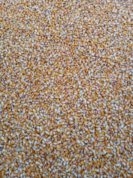 GRIT/feed Maize - Corn