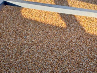 GRIT/feed Maize - Corn
