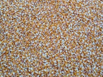GRIT/feed Maize - Corn
