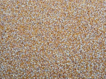 GRIT/feed Maize - Corn
